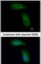 Tripartite Motif Containing 36 antibody, PA5-28401, Invitrogen Antibodies, Immunofluorescence image 