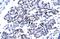 Caudal Type Homeobox 4 antibody, GTX44611, GeneTex, Immunohistochemistry paraffin image 