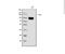 Argonaute RISC Catalytic Component 3 antibody, A04191-1, Boster Biological Technology, Western Blot image 