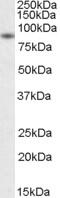 BCL2 Associated Athanogene 3 antibody, MBS420232, MyBioSource, Western Blot image 