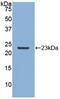 Matrix Metallopeptidase 12 antibody, MBS2028024, MyBioSource, Western Blot image 