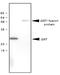 GST antibody, LS-C93739, Lifespan Biosciences, Western Blot image 