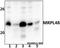 Mitochondrial Ribosomal Protein L48 antibody, GTX66815, GeneTex, Western Blot image 