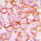 Integrin Subunit Beta 3 antibody, LS-C352409, Lifespan Biosciences, Immunohistochemistry paraffin image 