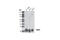 TIMP Metallopeptidase Inhibitor 2 antibody, 5738S, Cell Signaling Technology, Western Blot image 