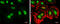 Chromosome Segregation 1 Like antibody, GTX630394, GeneTex, Immunofluorescence image 