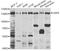 Ubiquitin Specific Peptidase 8 antibody, STJ29111, St John