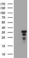 Activator protein 1 antibody, CF800603, Origene, Western Blot image 