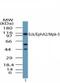 EPH Receptor A2 antibody, NBP2-24489, Novus Biologicals, Western Blot image 