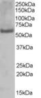 Poly(U) Binding Splicing Factor 60 antibody, orb18885, Biorbyt, Western Blot image 