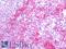 Flotillin 2 antibody, LS-B11418, Lifespan Biosciences, Immunohistochemistry frozen image 