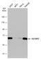 VICKZ family member 2 antibody, GTX113923, GeneTex, Western Blot image 