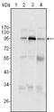 Staphylococcal Nuclease And Tudor Domain Containing 1 antibody, M02602, Boster Biological Technology, Western Blot image 