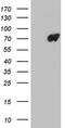 Lamin B2 antibody, CF803691, Origene, Western Blot image 