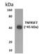 CD27 Molecule antibody, GTX52618, GeneTex, Western Blot image 