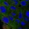 Adipocyte protein S3-12 antibody, HPA044682, Atlas Antibodies, Immunofluorescence image 
