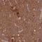 Mitochondrial Ribosome Recycling Factor antibody, NBP2-33481, Novus Biologicals, Immunohistochemistry paraffin image 