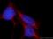 Shisa Family Member 4 antibody, 22197-1-AP, Proteintech Group, Immunofluorescence image 