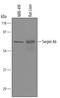 Serpin Family A Member 6 antibody, AF3838, R&D Systems, Western Blot image 