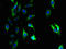 Glutaminyl-Peptide Cyclotransferase Like antibody, LS-C372084, Lifespan Biosciences, Immunofluorescence image 