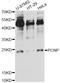 PEST Proteolytic Signal Containing Nuclear Protein antibody, LS-C749414, Lifespan Biosciences, Western Blot image 