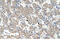 Kynureninase antibody, 30-141, ProSci, Immunohistochemistry frozen image 