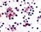 PRIPR antibody, NLS4395, Novus Biologicals, Immunohistochemistry frozen image 