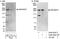 Rho Guanine Nucleotide Exchange Factor 5 antibody, A302-203A, Bethyl Labs, Western Blot image 