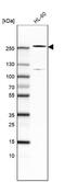 Tet Methylcytosine Dioxygenase 2 antibody, NBP2-76510, Novus Biologicals, Western Blot image 