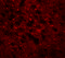 Transmembrane Protein 88 antibody, 6397, ProSci Inc, Immunofluorescence image 