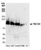 TBC1 Domain Family Member 5 antibody, A304-645A, Bethyl Labs, Western Blot image 