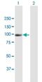 Neuron Navigator 2 antibody, H00089797-B01P, Novus Biologicals, Western Blot image 