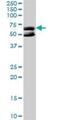 Kelch Domain Containing 4 antibody, H00054758-D01P, Novus Biologicals, Western Blot image 