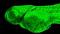 G Protein Subunit Beta 1 antibody, GTX124712, GeneTex, Immunohistochemistry paraffin image 