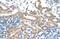 Family With Sequence Similarity 174 Member B antibody, NBP1-91564, Novus Biologicals, Immunohistochemistry frozen image 