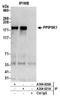 Diphosphoinositol Pentakisphosphate Kinase 1 antibody, A304-920A, Bethyl Labs, Immunoprecipitation image 