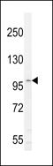 Interleukin 6 Signal Transducer antibody, LS-C168512, Lifespan Biosciences, Western Blot image 