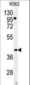 Osteomodulin antibody, LS-C100683, Lifespan Biosciences, Western Blot image 