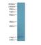 FA96A antibody, MBS1493188, MyBioSource, Western Blot image 