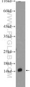 Coiled-Coil-Helix-Coiled-Coil-Helix Domain Containing 10 antibody, 25671-1-AP, Proteintech Group, Western Blot image 