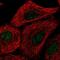 Transmembrane protein 92 antibody, NBP2-55771, Novus Biologicals, Immunofluorescence image 