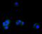 Activating Transcription Factor 5 antibody, NBP2-67767, Novus Biologicals, Immunofluorescence image 