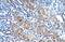 Fructose-Bisphosphatase 1 antibody, 29-566, ProSci, Immunohistochemistry frozen image 