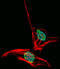 Engrailed Homeobox 2 antibody, 62-925, ProSci, Immunofluorescence image 