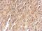 Fibrinogen Like 1 antibody, NBP2-16486, Novus Biologicals, Immunohistochemistry frozen image 