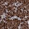 Adrenoceptor Beta 2 antibody, NBP1-90227, Novus Biologicals, Immunohistochemistry paraffin image 