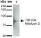 Mitofusin 2 antibody, NBP2-42188, Novus Biologicals, Western Blot image 