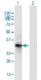 WD Repeat Domain 83 antibody, H00084292-M02, Novus Biologicals, Western Blot image 
