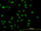 Muscleblind Like Splicing Regulator 1 antibody, LS-B4372, Lifespan Biosciences, Immunofluorescence image 