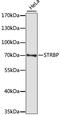 Spermatid Perinuclear RNA Binding Protein antibody, A12932, Boster Biological Technology, Western Blot image 